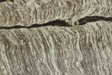 Polished Precambrian Stromatolite Slab - Siberia #280763-1